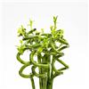 le Georgiche Vivai le Georgiche - Pianta vera di Lucky Bamboo spirale - si vende 1 pianta - altezza 30 cm