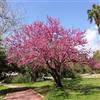 le Georgiche Vivai le Georgiche - Pianta vera di Cercis siliquastrum - altezza alla vendita 15-20 cm