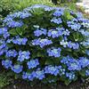 GardenersDream 1 pianta resistente in vaso di arbusto deciduo Hydrangea macrophylla 'Teller Blue'.