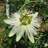 le Georgiche Vivai le Georgiche - Pianta vera di Passiflora caerulea Constance Elliot Fiore della passione - vaso Ø 15 cm - altezza alla vendita 40-60 cm
