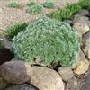 le Georgiche Pianta vera di Artemisia schmidtiana Nana - Diametro Vaso Ø 14 cm