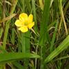 le Georgiche Vivai le Georgiche - Pianta vera di Ranunculus lingua Ranuncolo delle canne, Botton d'oro - vaso Ø 9 cm