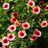 le Georgiche Vivai le Georgiche - Pianta vera di Potentilla nepalensis Miss Willmott Potentilla willmottiae Cinquefoglia 'Miss Willmott' - vaso Ø 9 cm