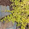le Georgiche Vivai le Georgiche - Pianta vera di Lysimachia nummularia Aurea Mazza d'oro, Lysimachia nummularia dorata - vaso Ø 9 cm