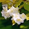 le Georgiche Vivai le Georgiche - Pianta vera di Philadelphus coronarius Aureus Philadelphus caucasicus 'Aureus' Filadelfo, Fior d'angelo - vaso Ø 18 cm - altezza alla vendita 60-80 cm