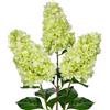 Briful 3 fiori finti di ortensia verde, fiori artificiali di ortensia alti 72,9 cm, fiori di seta a stelo lungo per composizioni floreali, casa, fattoria, ufficio, hotel, decorazione