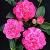 GardenersDream 1 pianta di arbusto sempreverde robusto di Camellia Williamsii 'Debbie' in vaso.