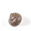 SELETTI Appendiabiti Hangers Snail Sleepy Coloured
