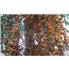 Seeds & Plants Shop by Ipsa Pezzi - 10x Caryota Maxima Himalaya-Fischschwanzpalme Giardino Piante - Seme ID74 - Seeds & Plants Shop by Ipsa