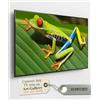 Dreamscreens Trasforma la tua TV in una galleria d'arte (Dream Nature 4K)
