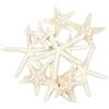 Yixuan 10PCS Stella Marina Stelle Marine per Decorazioni Stelle Marine Naturali per Decorazioni Perfetto per Decorazioni di Nozze/Beach Theme Party/Decorazioni per la casa/Progetto Craft Fai da Te