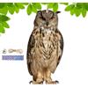 Xujuika Dissuasori Per Uccelli Gufo, Gufo Scaccia Anti Piccioni, Dispositivi Repellenti Per Uccelli, Spaventapasseri Per Giardino Owl, Dispositivo Scaccia Uccelli - Spaventare Gli Uccelli