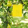 Generico Trappole 100Pezzi per Olivo e Ciliegio, Cartelle Monitoraggio in Serra Orto e Giardino, Accessori per Piante da Frutto e Ornamentali, Facili da Installare, Colore Giallo