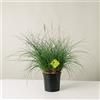 Plantì MISCANTHUS - Pianta Ornamentale da Esterno, Miscanto Semisempreverde Ideale per Vaso e Giardino, Diametro Vaso 19 cm (Gracillimus nana)