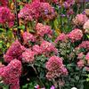 Generic Ortensia a pannocchia 'Wim's Red' 40-50 cm Vaso - Hydrangea paniculata 'Wim's Red' - Fioritura rosso intenso