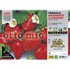 le Georgiche Vivai le Georgiche - Fragola Rifiorente Quattro Stagioni - 1 Plateaux da 4 piantine