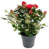 POWERS TO FLOWERS - ROSA DA GIARDINO RAMPICANTEe RIFIORENTE, ROSA ROSSA, Pianta Vera