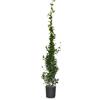 Generico PIANTA DI RINCOSPERMUM FALSO GELSOMINO FIORE BIANCO RAMPICANTE VASO 22 H 250 CM AMDGarden