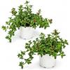POWERS TO FLOWERS - MESEMBRIANTEMO STRISCIANTE RIFIORENTE, APTENIA CORDIFOLIA, DOROTHEANTUS, VASO 14CM DIAMETRO, piante vere