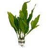 WaterPlants Javafarn, Microsorum pteropus, persico, robusto, pianta acquatica
