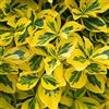 GardenersDream Euonymus fortunei 'Emerald 'n Gold' è un arbusto sempreverde a forma di siepe. Disponibile in vaso