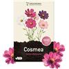 Grounding - Semi di Cosmea Mix bianco, rosa e fucsia, 1000 semi, altezza 80-120cm. Il Cosmos bipinnatus è ideale per aiuole e fiori recisi - Semina facile, fioritura prolungata, qualità Europea