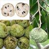 SVI 5 Semi di Cherimoya Fruit RLP085 (Annona cherimola)