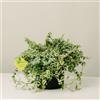 Plantì FICUS REPENS, Fico rampicante Piante vere da esterno e Piante vere da appartamento, Piante sempreverdi da vaso grazie all'andamento cadente della pianta Diametro vaso 19 cm (Variegato)