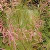 Generic Tamerice 'Pink Cascade' 60-80 cm Vaso - Tamarix ramosissima 'Pink Cascade' - Fioritura rosa ornamentale