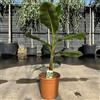 le Georgiche Vivai le Georgiche - Pianta vera di Musa acuminata Grand Nain Banano nano, Banana Chiquita - altezza alla vendita 80-100 cm
