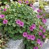 Bloomique - Set di 6 - Erodium Variabile Bishop's Form - Becco d'airone - Piante da giardino - Ricca fioritura - Resistente all'inverno - Portamento compatto, altezza 10-20 cm - Vaso 9 cm