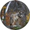 Zhimahou Lonely Wild Grey Wolf - Copertura universale per ruota di scorta, impermeabile, antipolvere, per rimorchi, camper, SUV, fuoristrada, 38,1 cm