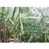 Generic 200 semi di semi Falso Papiro Cyperus Alternifolius Umbrella Papyrus:Seeds