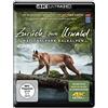 Lighthouse Home Entertainment Zurück zum Urwald - Der Nationalpark Kalkalpen 4K (UHD Ultra HD Blu-ray) [Edizione: Germania]