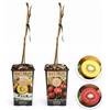 POWERS TO FLOWERS - ACTINIDIA ARGUTA KEN'S RED, KIWI ROSSO, e KIWI GIALLO, 2 PIANTE, VARIETA' AUTOFERTILI, piante vere