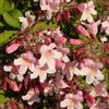 le Georgiche Vivai le Georgiche - Pianta vera di Kolkwitzia amabilis Pink Cloud - vaso Ø 17 cm