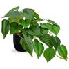 Hollyone Piante Artificiali in Vasi Neri, Finte Piante Decorative Pothos Giada in Vaso, Pianta Realistica da Casa per Interni per Decorazioni Domestiche, Bagno, Soggiorno, Cucina, Mensola, Decorazioni
