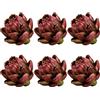 Meiwlong - 6 piante artificiali di carciofo, piccole piante rosse finte di verdure decorative realistiche in finto bouquet floreale, per interni, Natale, matrimonio, cucina