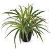 Oairse Bonnie - Pianta artificiale in vaso, 33 cm, giglio verde artificiale Chlorophytum, pianta da ragno, decorazione da appendere per soggiorno, balcone, camera da letto, bagno, camera da tavolo