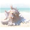 Leikurvo Grandi conchiglie naturali, 16 - 18 cm, conchiglie oceaniche, perfette per matrimoni, feste a tema, decorazioni per la casa, artigianato fai da te, collettore di conchiglie, acquario