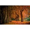 GUOHLOZ Other Impossible Puzzle, 1000 Pezzi, alberi, paesaggio, parco, foglie che cadono, 75x50cm