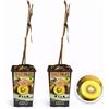 POWERS TO FLOWERS - KIWI GIALLO, VARIETA' AUTOFERTILE, 2 PIANTE, piante vere