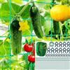 Tarocat Rete A Traliccio da Giardino, 2 m X 3 m Rete per Piante Rampicanti, Rete da Arrampicata per Piante, Rete A Traliccio in Nylon per Fagioli Frutta Verdura