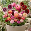 DUTCH BULBS EXCLUSIVE PLANTS FROM HOLLAN Bulbi Fiori Perenni da Esterno - 10 Bulbi Dalia - Mix di grandi bulbi - Vere Grandi Piante di Dalia dall'Olanda - per giardino e vaso (non semi, non artificiali)
