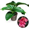 POWERS TO FLOWERS - MEDINILLA MAGNIFICA, 2 PIANTE, VASO 14CM DIAMETRO, OFFERTA ULTIMI 20 PEZZI!!! pianta vera