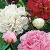 Bloomique - Mix di 3 - Paeonia - Peonia - Rosso, bianco, rosa - Rizomi - Perenni - Piante da giardino - Resistente al freddo - Cresce 80-100 cm