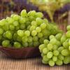 Vivai VALTELLINA UVA SENZA SEMI SULTANINA BIANCA, GRANO CROCCANTE, PRECOCE VASO 1 LITRI 30-40 CM