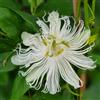 Vivaio Garden Forest, Passiflora 'Snowstar' (fiore della passione) - Pianta rampicante da esterno, Fiore bianco luminoso, Ibrido ornamentale per graticci e pergolati, Fioritura abbondante estiva