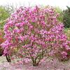 GardenersDream 1 X MAGNOLIA 'SUSAN' ARBUSTO DECIDUO, FRONDOSO, RESISTENTE, PIANTE DA GIARDINO IN VASO.