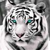 Bimkole 5D Diamond Painting Kit Completo Fai da Te Tigre Bianca Dagli Occhi Azzurri, Animale Pittura Diamante Punto Croce Strass Arte E Creazione Di Mosaico Decorazione Murale Artigianale 30X30 cm